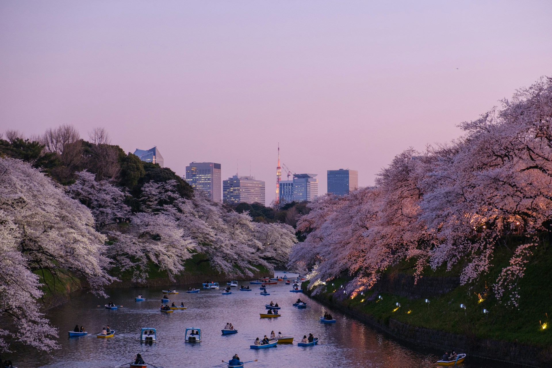 Japan Cherry Blossom Experience – Osaka • Kyoto • Tokyo 10N11D